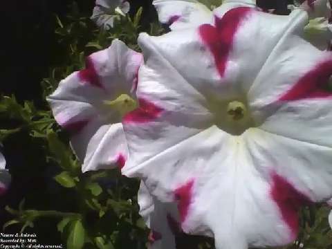 Beautiful white and red petunia flowers at flower shop, wonderful! [Nature & Animals]