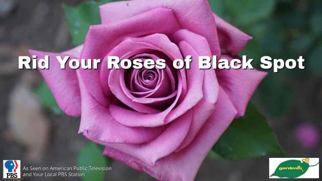 Rid Your Roses of Black Spot