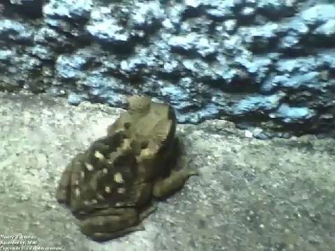 Frog stands on the sidewalk near of the wall on a cold night [Nature & Animals]