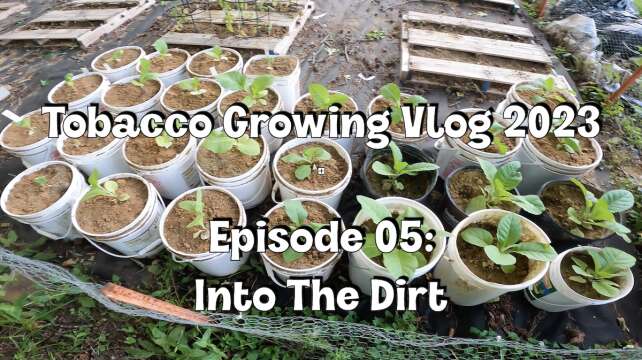 Tobacco Growing Vlog 2023 #5 - Into The Dirt