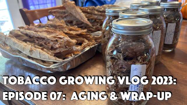 Tobacco Growing Vlog 2023 #7 - Aging & Wrap-Up