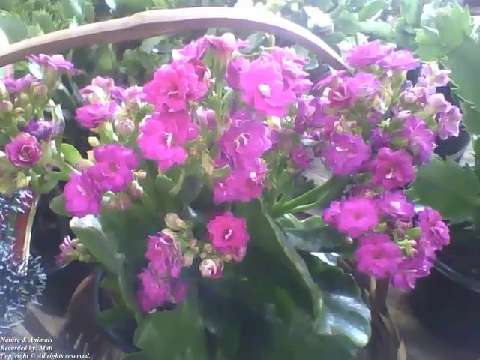 Small pink and purple flowers in the flower shop, what a beauty! [Nature & Animals]
