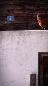 Huhn giaglina AVA-INFO