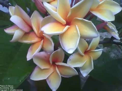 A bunch of plumeria flowers, white, yellow and pink, are very beautiful! [Nature & Animals]