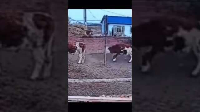 Baby Cow Jumps Over Wall!