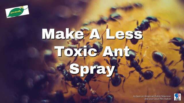 Make A Less Toxic Ant Spray