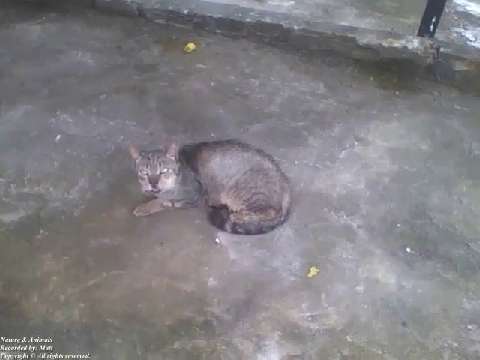 Lonely cat in the garage, he looks a little sad, but looks fine [Nature & Animals]