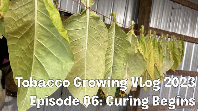 Tobacco Growing Vlog 2023 #6 - Curing Begins