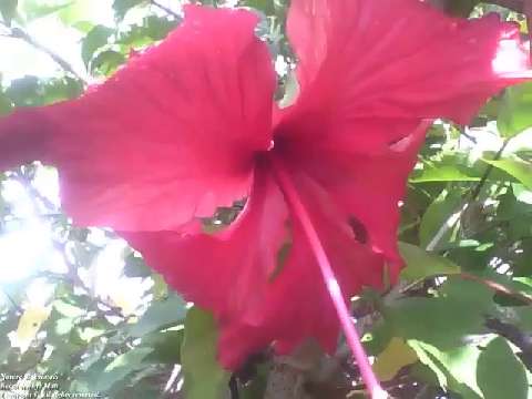 Beautiful red hibiscus flower, with small raindrops [Nature & Animals]