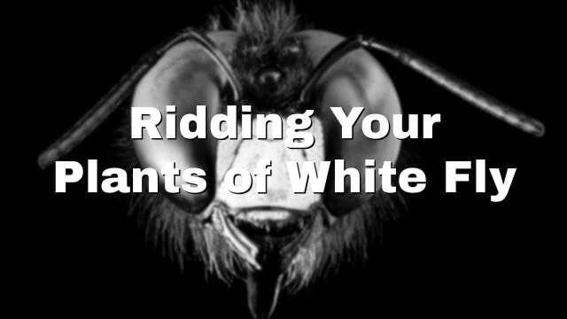 Ridding Your Plants of White Fly