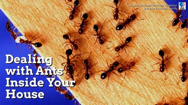 Dealing with Ants Inside Your House