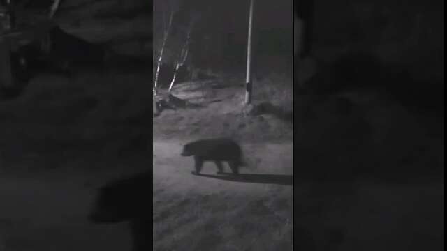Incredible footage of a Black Bear checking out my driveway captured by Wyze camera surveillance!