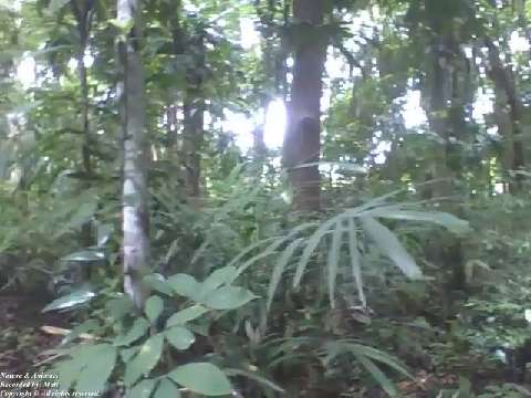 Filming around the forest in the botanical garden, where nature lives [Nature & Animals]