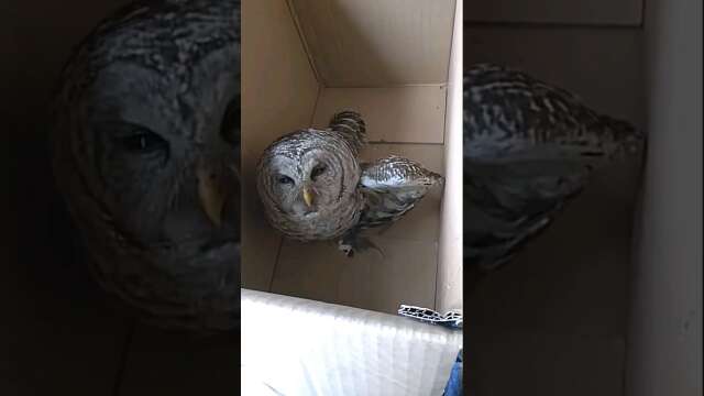 Rescuing an Injured Barred Owl