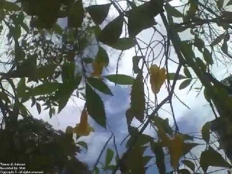 Filming the yellow elder diagonally, showing the flowers, sky and clouds [Nature & Animals]