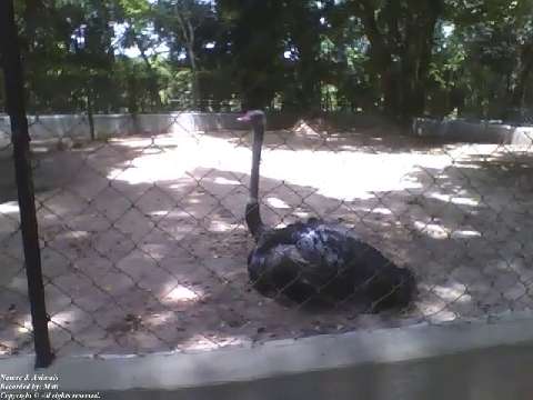 Ostrich relaxes sitting in the park in the shade, it's a very big bird [Nature & Animals]