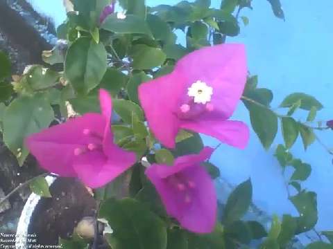 Beautiful spring flower in a cement vase on the sidewalk of the building [Nature & Animals]