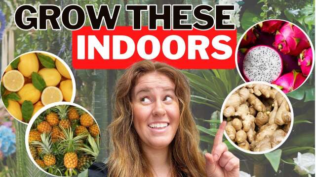 Unlock the Secrets: Growing Four Tropical Fruits INDOORS