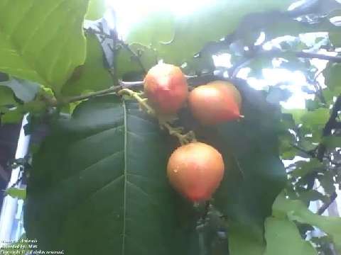 Bunchosia armeniaca tree with lot of fruits, recorded during a small rain [Nature & Animals]