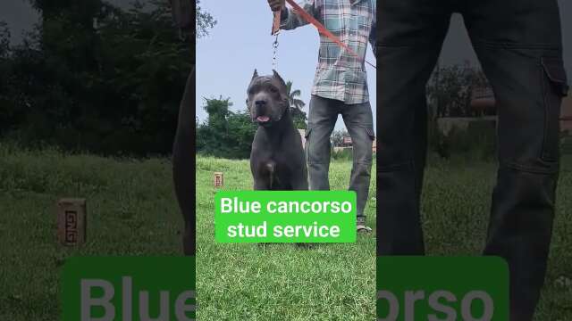 Canecorso blue stud service avbl #canecorso #doggies awesome #youtubeshorts #sorts #dog #puppies 🎉🐕🎉