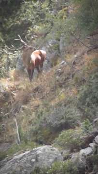 Rothirsch Hirsche AVA-INFO