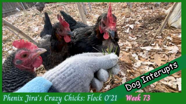 Chicken Talk and Feather Loss