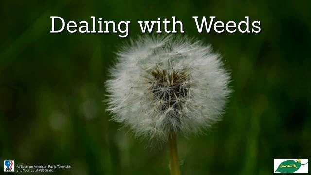 Dealing with Weeds