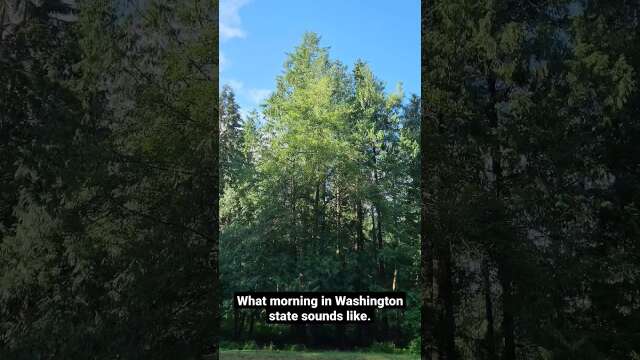 #What a #morning in #WashingtonState #PNW sounds like. #asmrsounds #asmr #pacificnorthwest