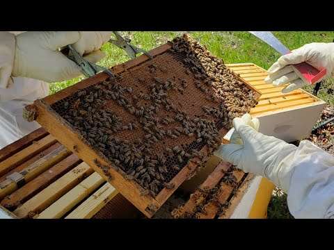 Almost Shot While Beekeeping