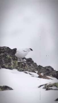 Alpenschneehuhn AVA-INFO