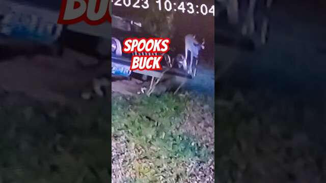 Garage Cat Spooks a Buck #shorts #shortsfeed #shortvideo epic demo