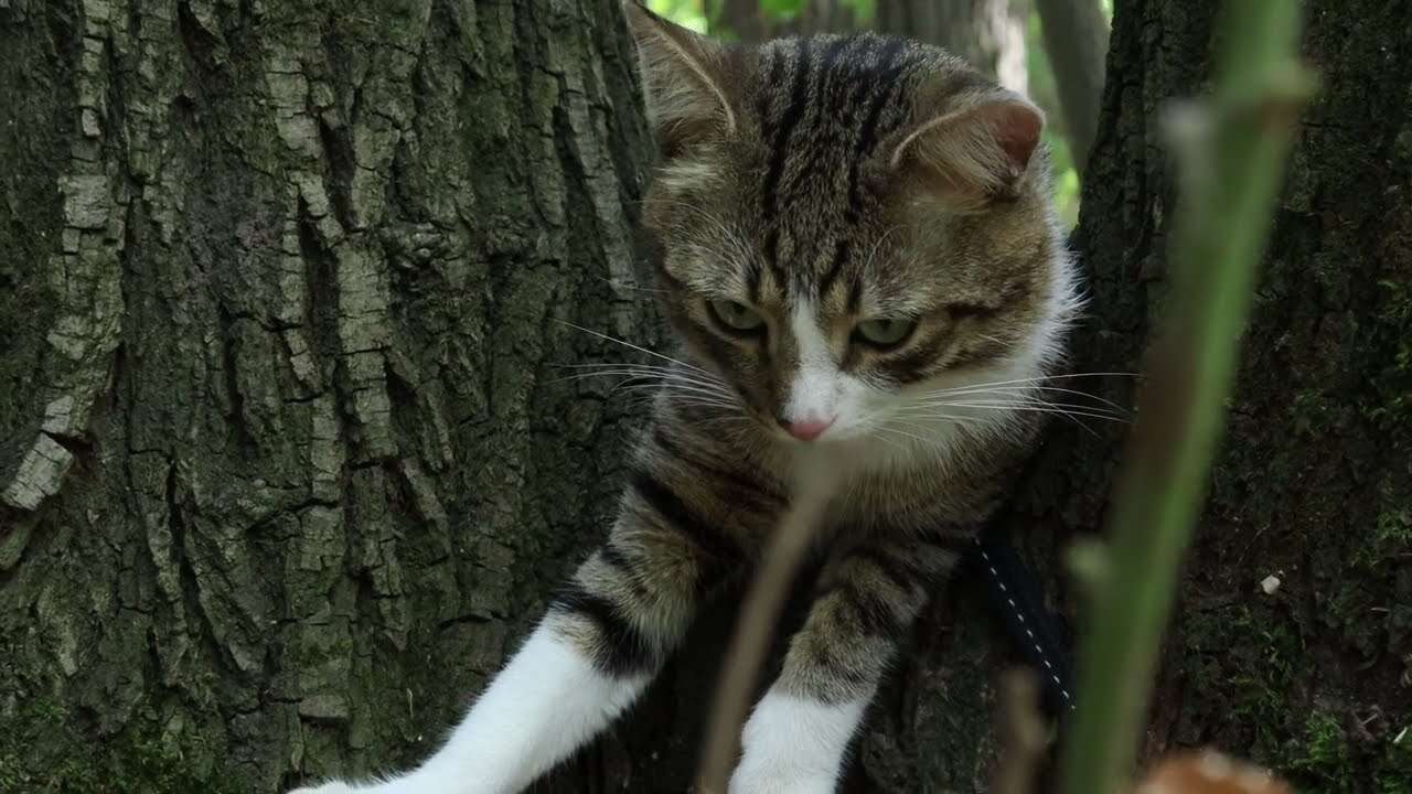 Sitting on Tree Branches Makes this Cat Happy