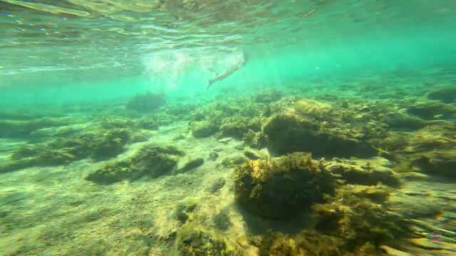 Plongée snorkeling dans une crique sauvage a Cala Longa en Corse du Sud vers Bonifacio