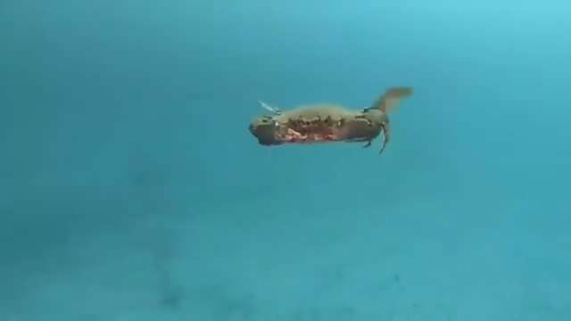 crab when freebird solo kicks in