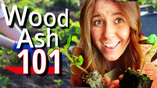 How To Use Wood Ash With Your Plants! Be Careful!