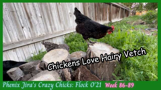Chickens Love Hairy Vetch