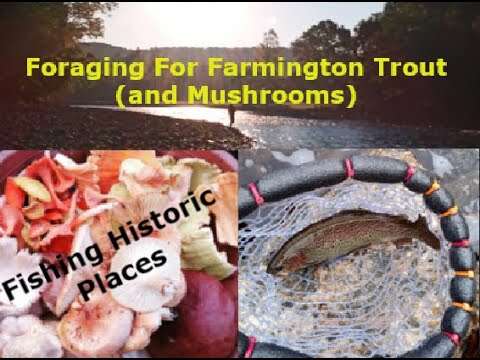 Foraging Farmington River Trout and Chanterelles
