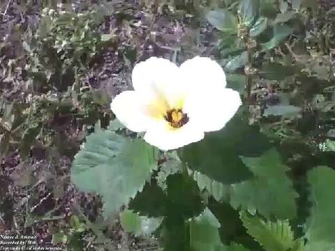 3 Sida Sp. flowers still little wet after rain, each one receives a shot ​[Nature & Animals]