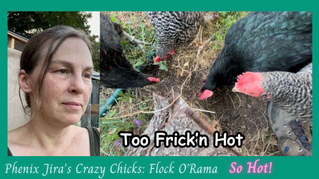 Too Frick'n Hot for Chickens