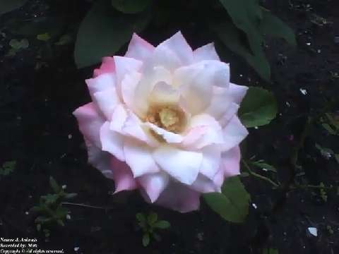 Beautiful peony rose in the garden [Nature & Animals]