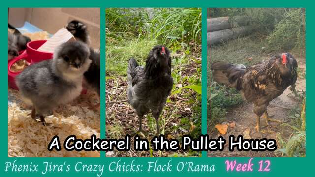 Cockerel in the Pullet House - Rooster Named Gizmo