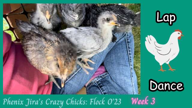 Lap Chickens - Baby Chick Fun
