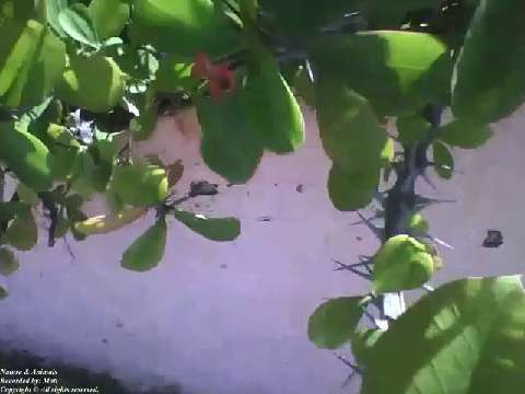 Crown of thorns, a beautiful plant that have thorns and flowers [Nature & Animals]