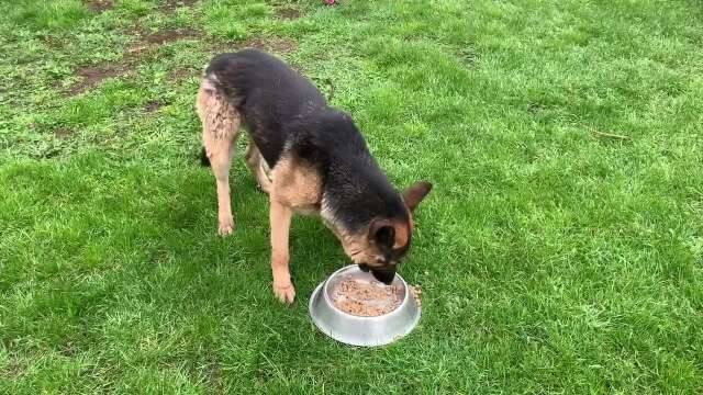 German shepherd has a blast eating whole bowl of food on the rain