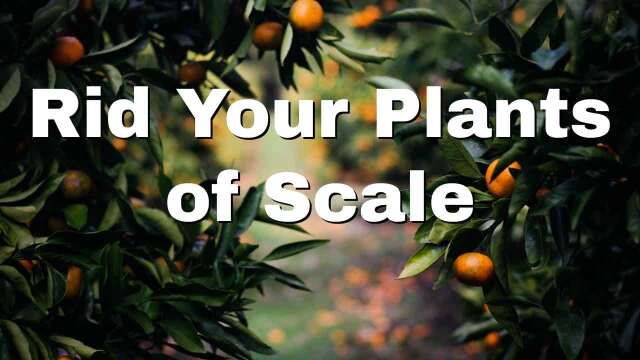 Rid Your Plants of Scale