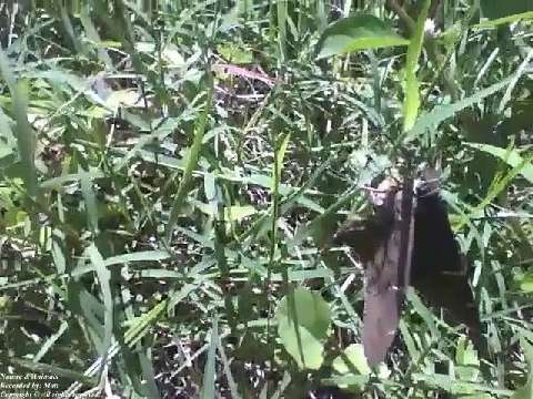 Moth rests a little in the bush in the midday sun, and leaves [Nature & Animals]