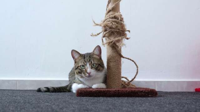 Cute Little Cat Sits on His Scratching Post