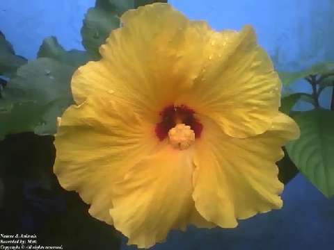 Beautiful yellow hibiscus flower, red detail in the center, with raindrops [Nature & Animals]