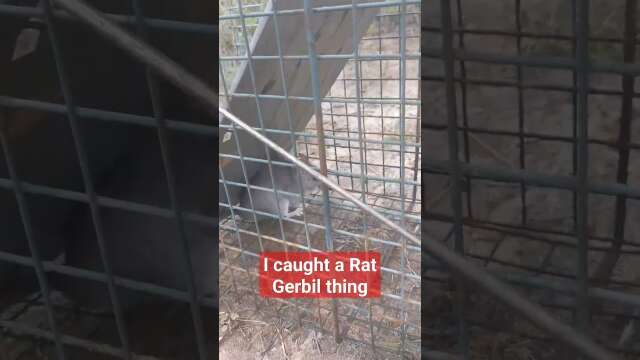 I caught a rat Gerbil thing!