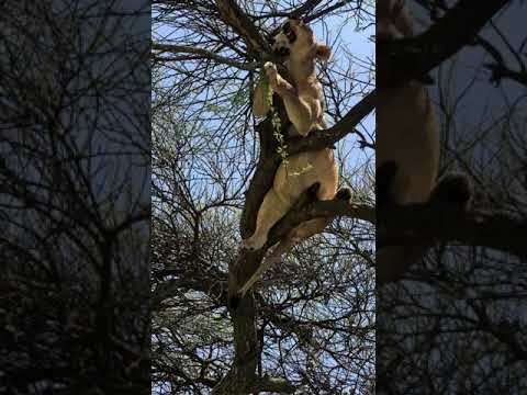 RELAXING LIONESS ON THE TREE!!